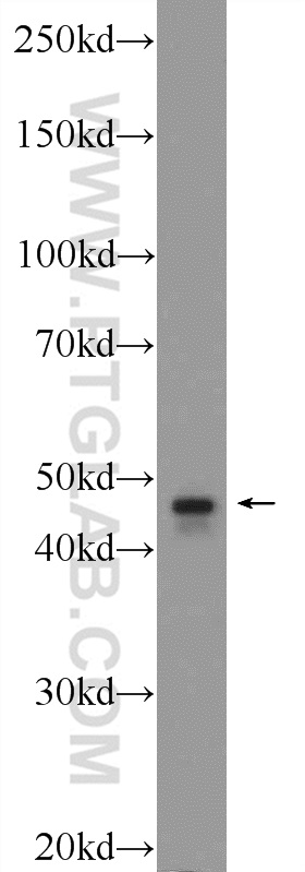 WB analysis of mouse testis using 24548-1-AP