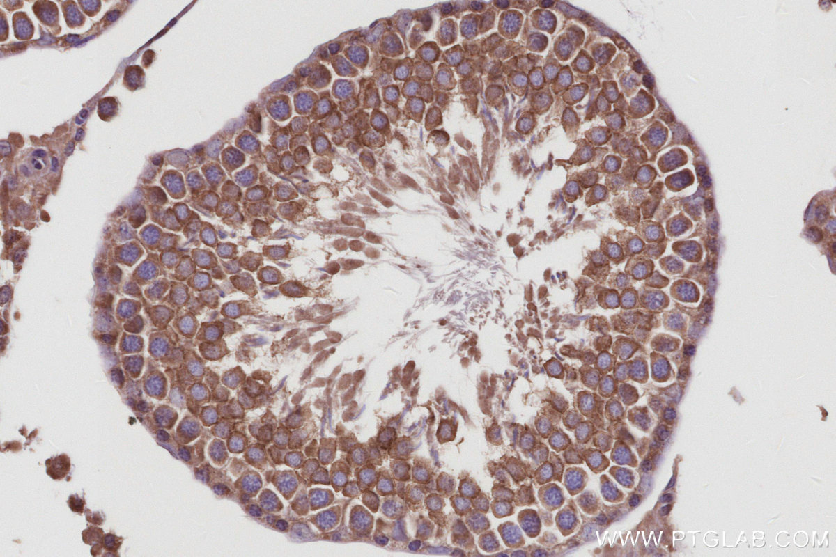 IHC staining of rat testis using 83686-3-RR