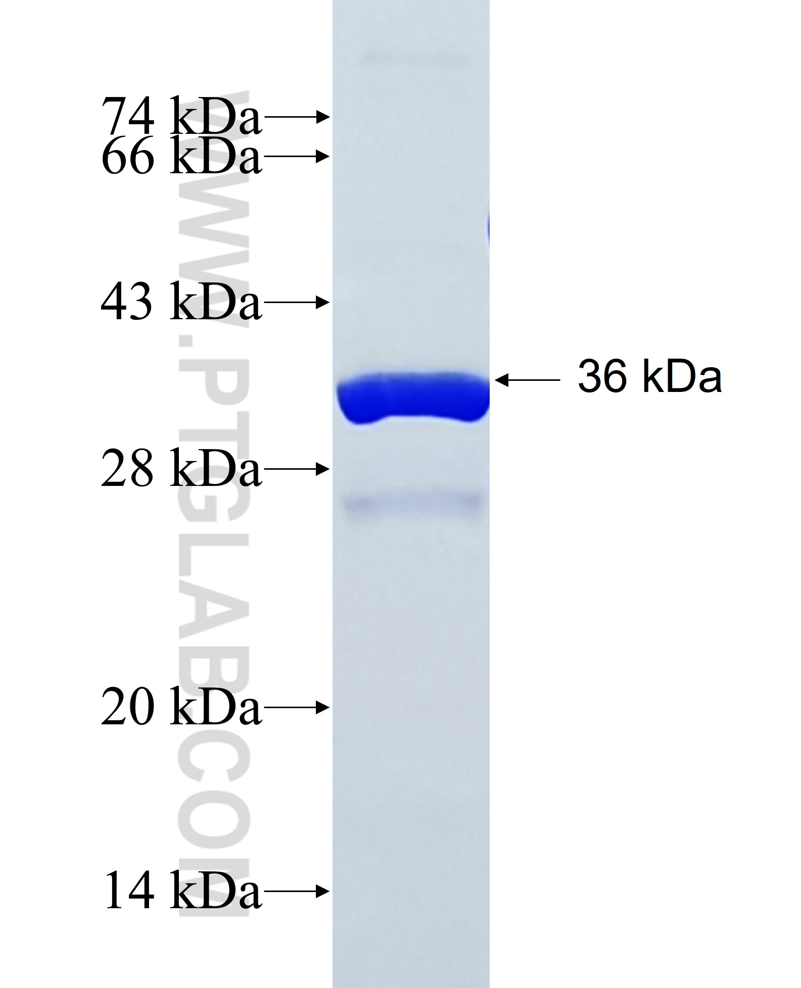 TBKBP1 fusion protein Ag38233 SDS-PAGE TBKBP1 fusion protein Ag38233 SDS-PAGE