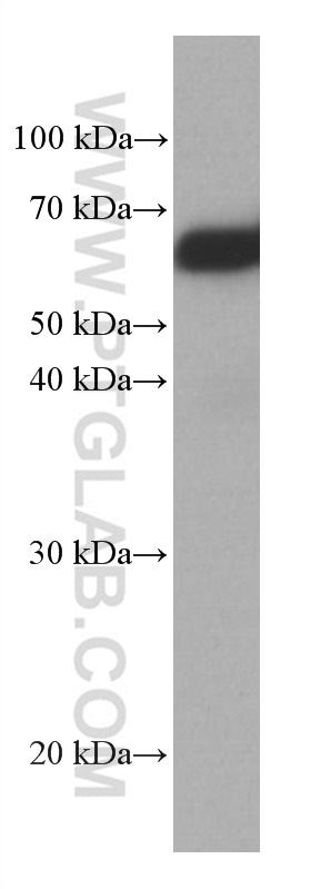 WB analysis of NIH/3T3 using 66955-1-Ig (same clone as 66955-1-PBS)