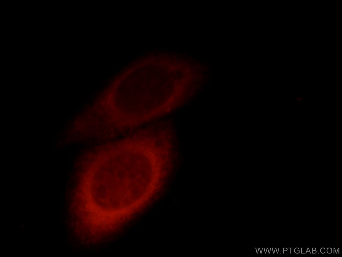 IF Staining of HepG2 using 12488-1-AP (same clone as 12488-1-PBS)