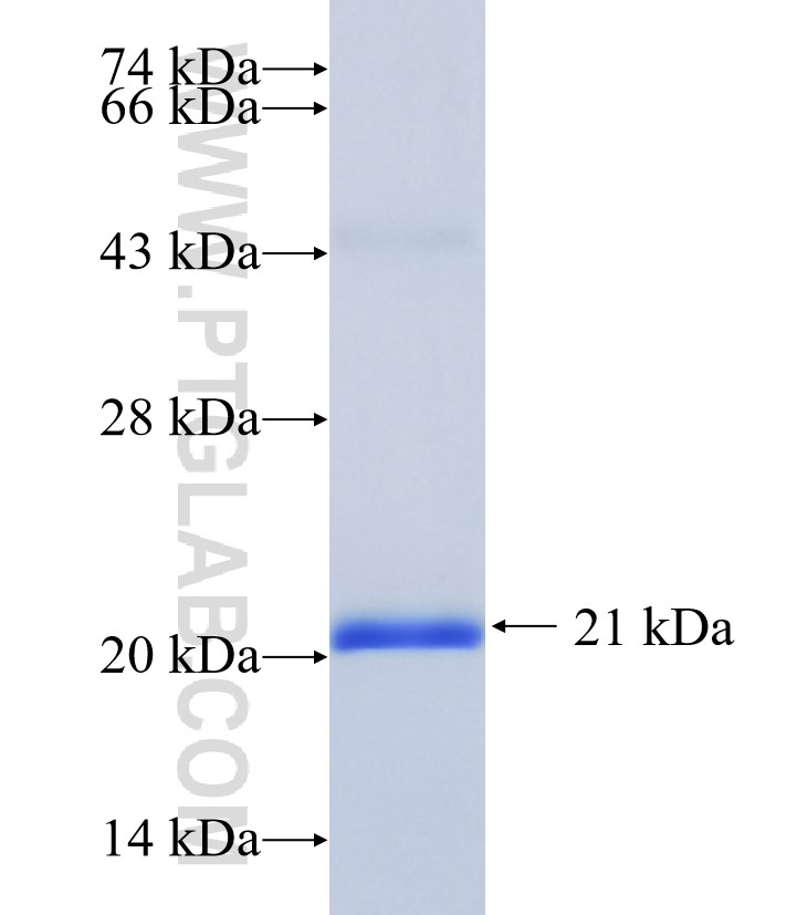 TBL3 fusion protein Ag34912 SDS-PAGE