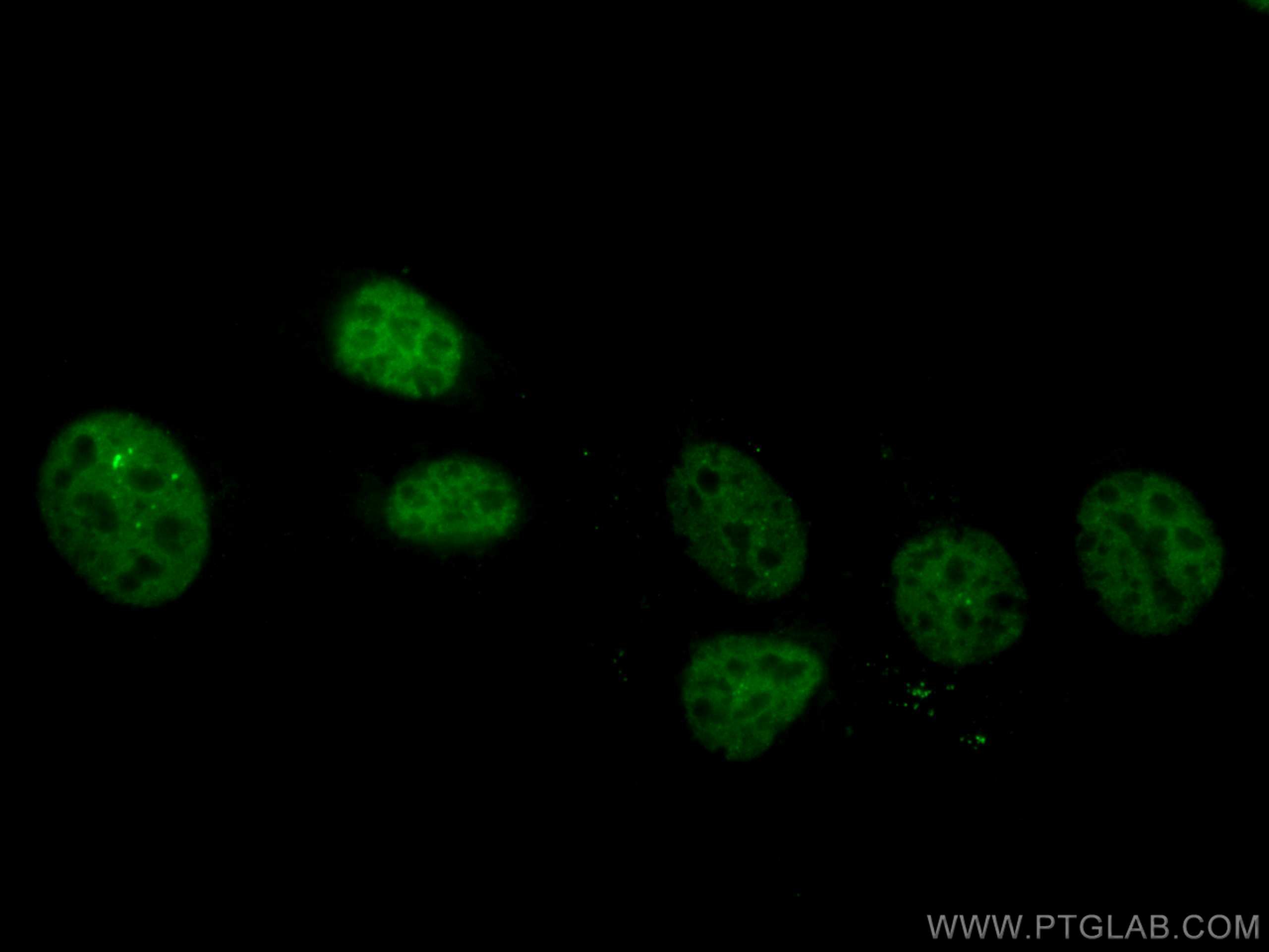 IF Staining of C2C12 using CL488-66166