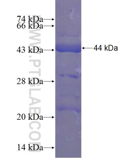 TBP fusion protein Ag12383 SDS-PAGE