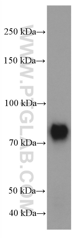 WB analysis of pig cerebellum using 66564-1-Ig (same clone as 66564-1-PBS)