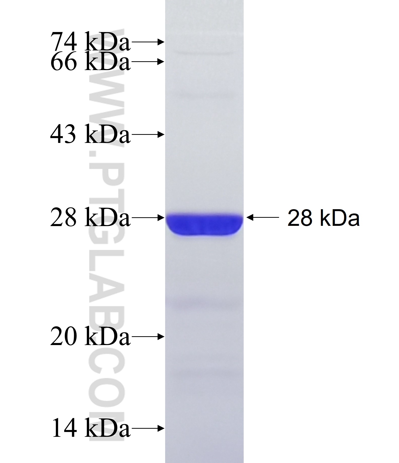 TBR1 fusion protein Ag15262 SDS-PAGE