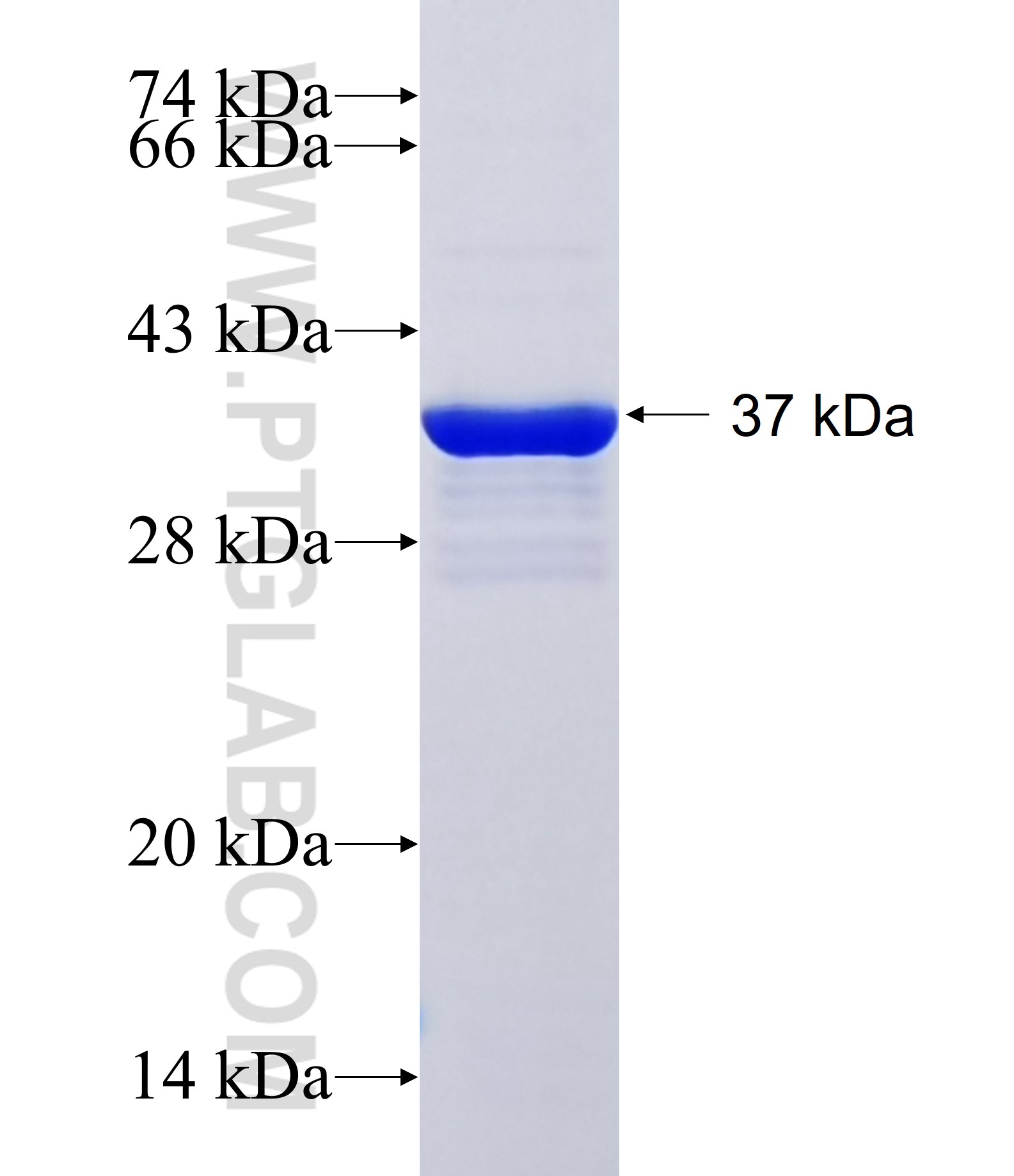TBX1 fusion protein Ag26685 SDS-PAGE
