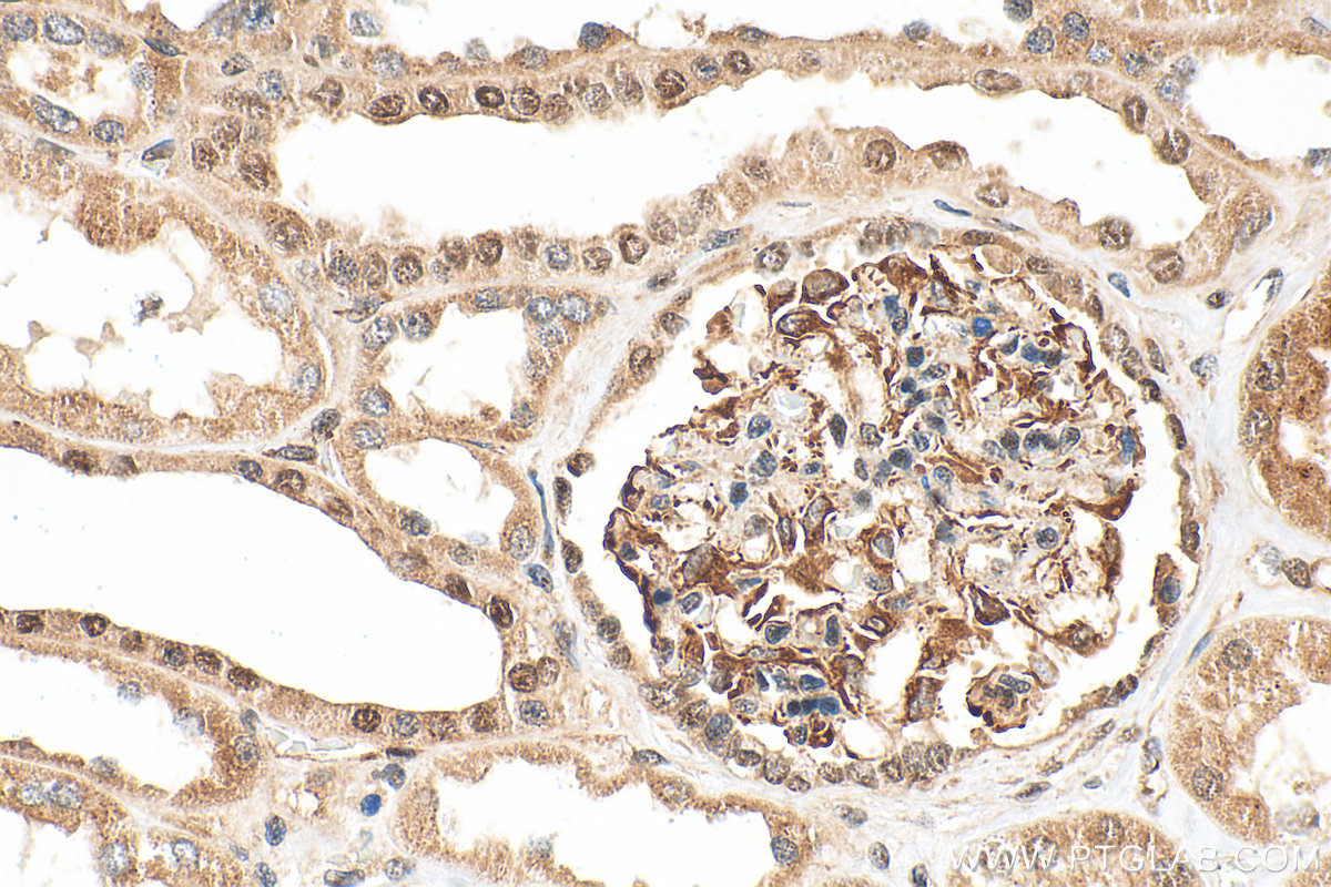 IHC staining of human kidney using 16930-1-AP