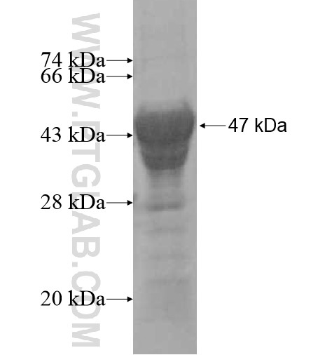 TBX2 fusion protein Ag10374 SDS-PAGE TBX2 fusion protein Ag10374 SDS-PAGE