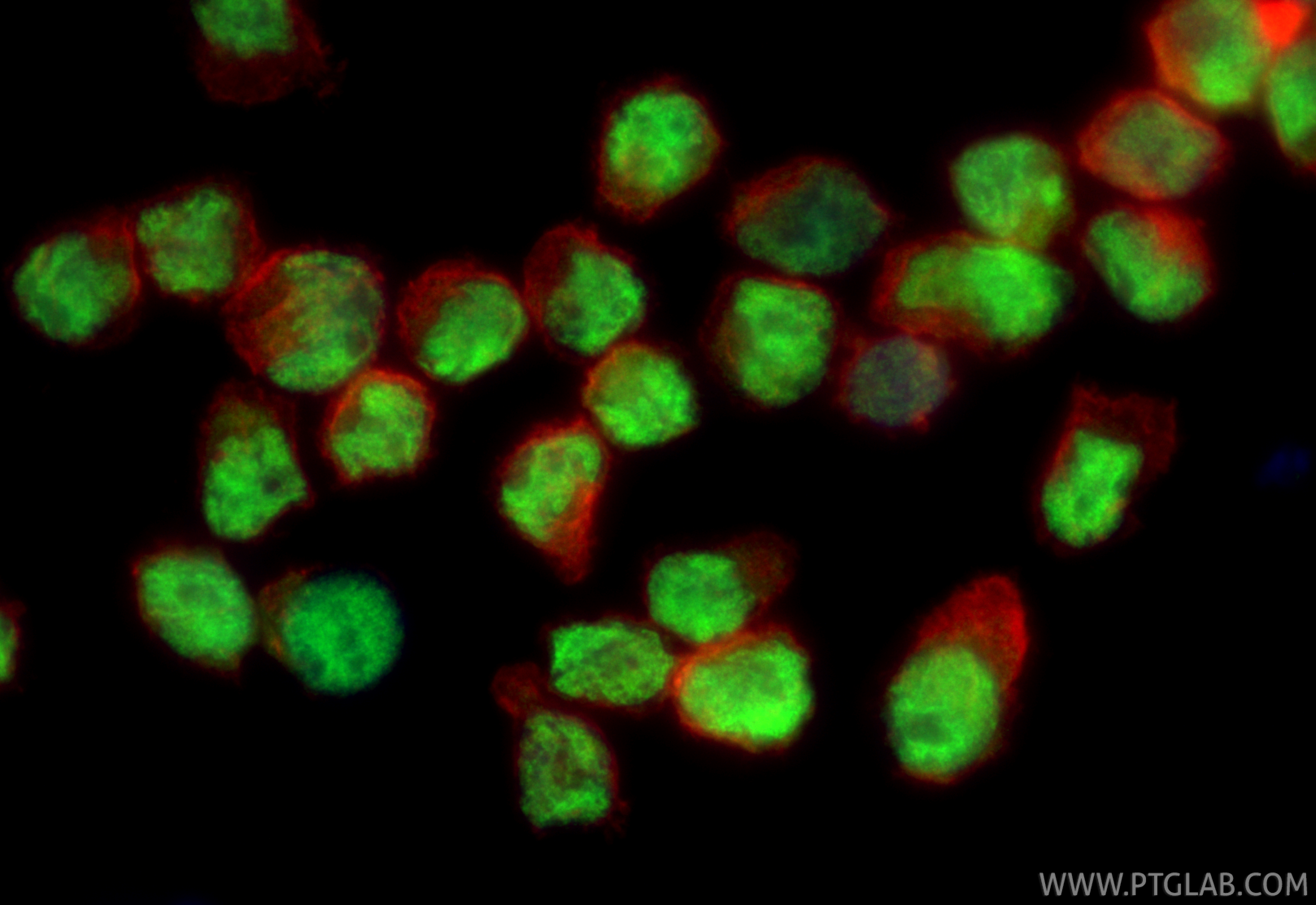 IF Staining of NK-92 using 13700-1-AP