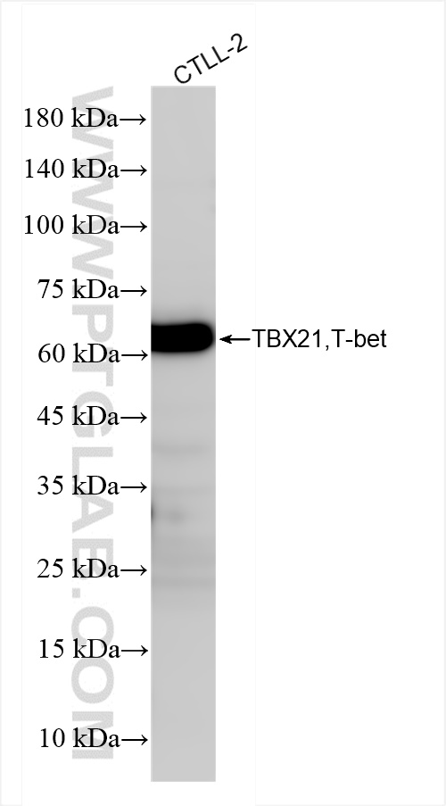 WB analysis of CTLL-2 using 83804-6-RR