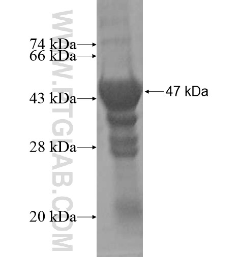 TBX3 fusion protein Ag10376 SDS-PAGE TBX3 fusion protein Ag10376 SDS-PAGE