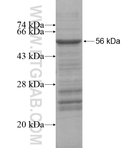 TBX4 fusion protein Ag15576 SDS-PAGE TBX4 fusion protein Ag15576 SDS-PAGE