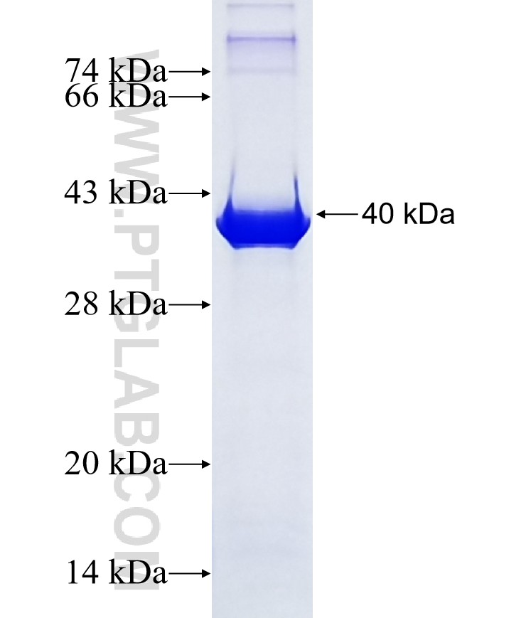 TBX4 fusion protein Ag16623 SDS-PAGE