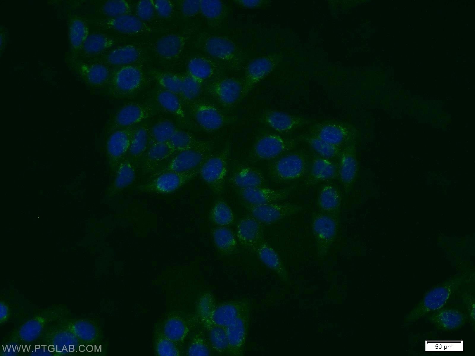 IF Staining of HepG2 using 13178-1-AP