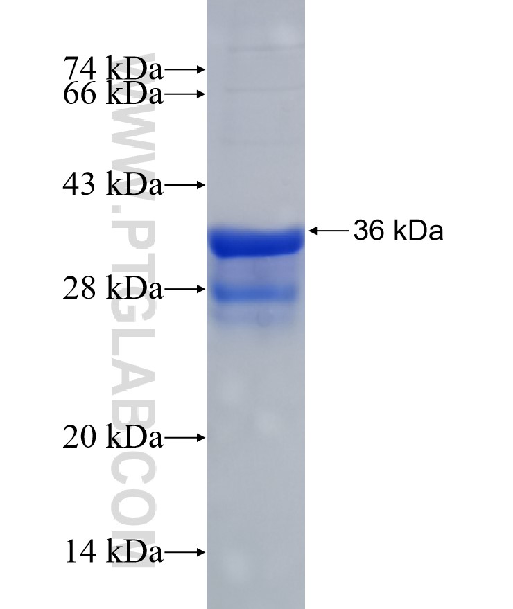TBXA2R fusion protein Ag25670 SDS-PAGE