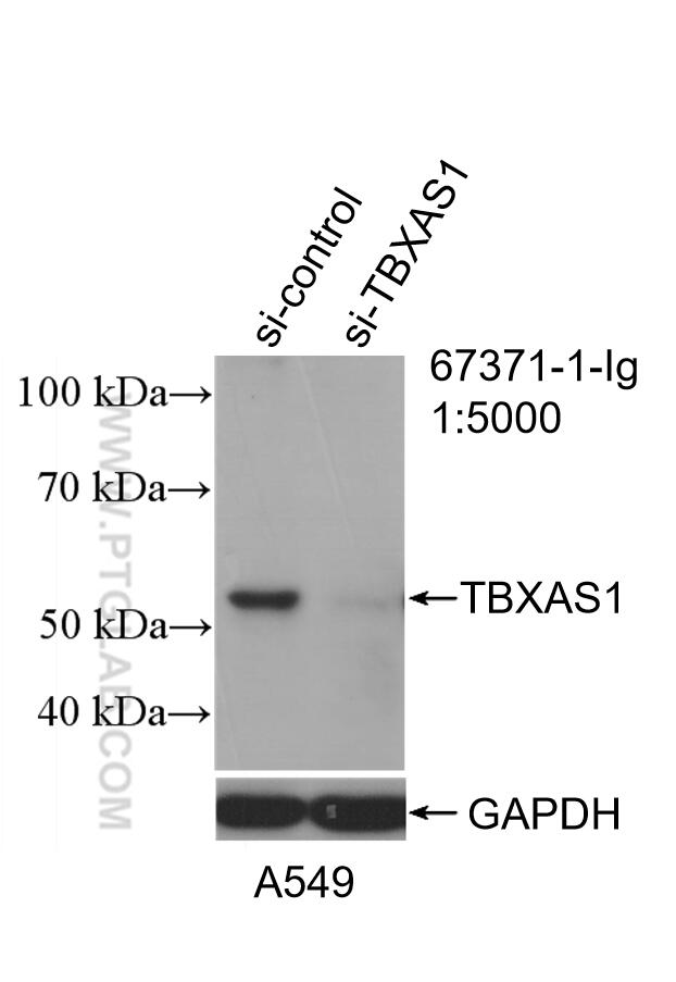 WB analysis of A549 using 67371-1-Ig