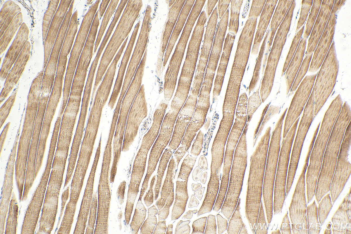 IHC staining of mouse skeletal muscle using 16104-1-AP