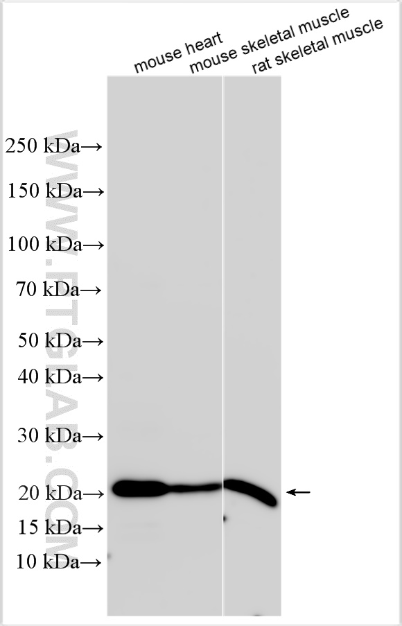WB analysis using 16104-1-AP