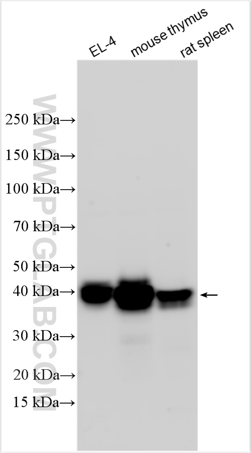 WB analysis using 32193-1-AP