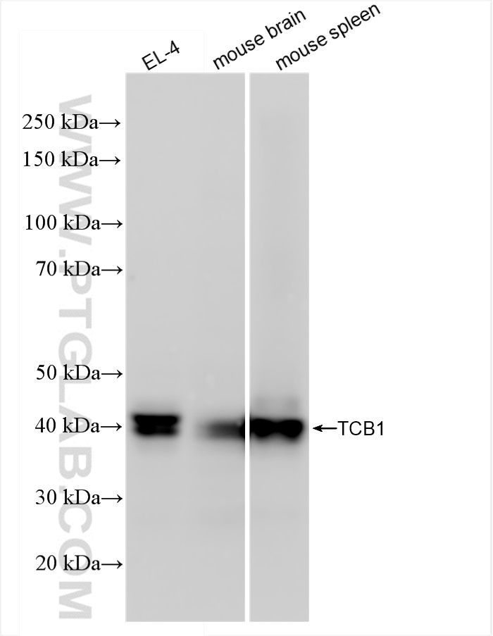 WB analysis using 84878-5-RR