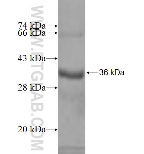 TCEA2 fusion protein Ag9631 SDS-PAGE TCEA2 fusion protein Ag9631 SDS-PAGE