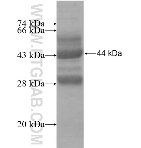 TCEAL2 fusion protein Ag12374 SDS-PAGE