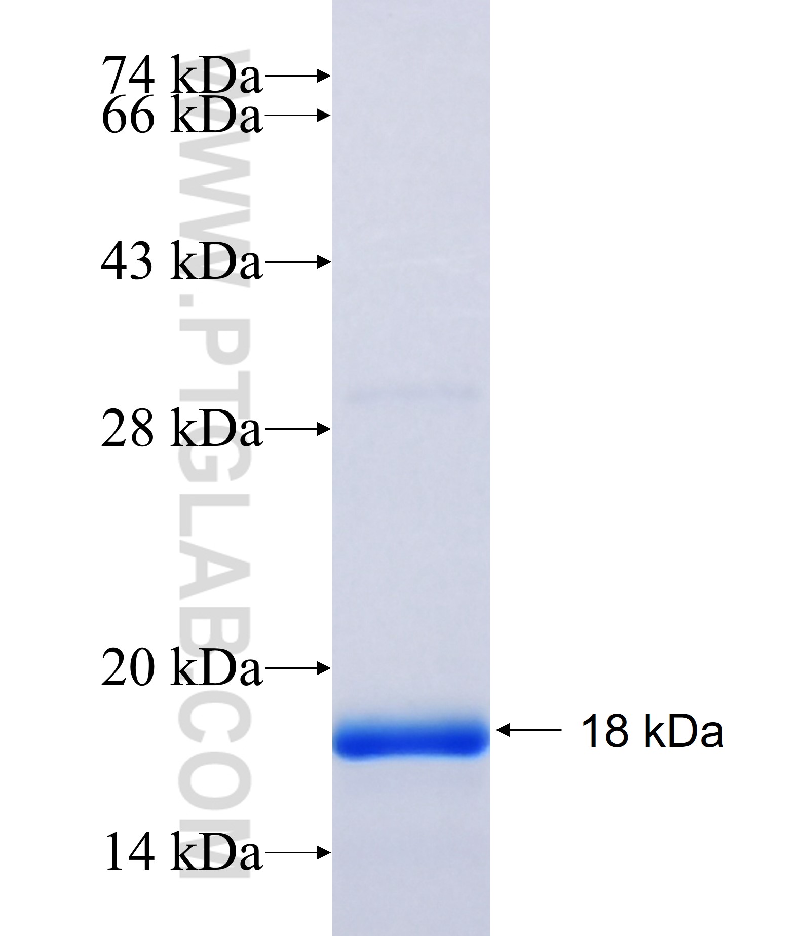 TCEAL7 fusion protein Ag21292 SDS-PAGE