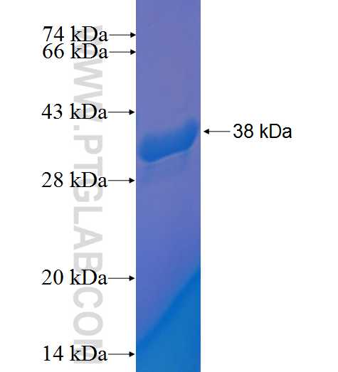 TCEAL7 fusion protein Ag1715 SDS-PAGE