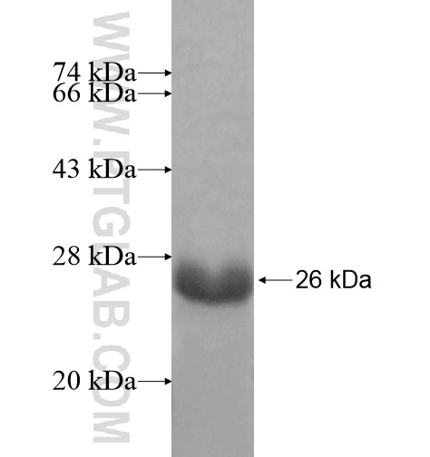 TCEAL8 fusion protein Ag11606 SDS-PAGE
