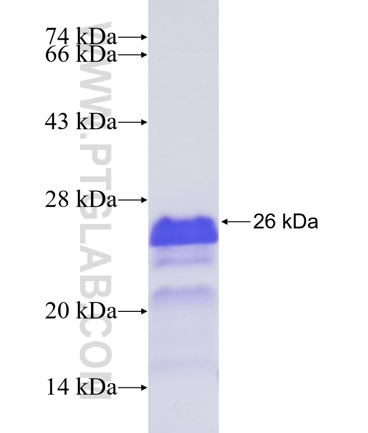 TCEAL8 fusion protein Ag11606 SDS-PAGE