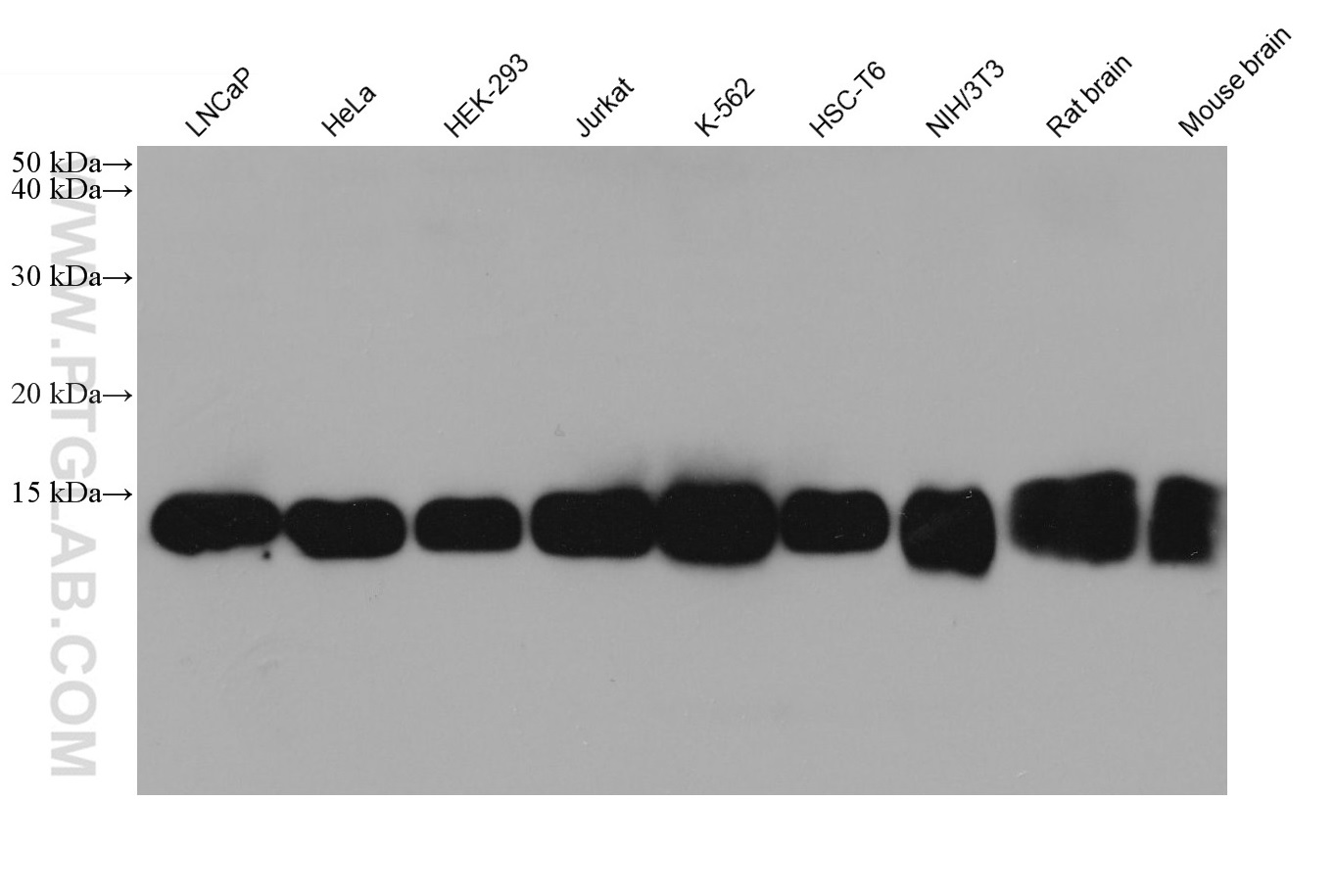 WB analysis using 68164-1-Ig (same clone as 68164-1-PBS)