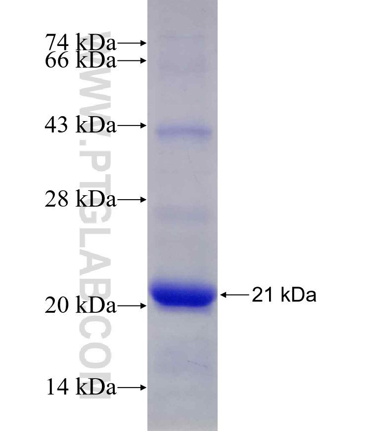 TCEB2 fusion protein Ag29971 SDS-PAGE