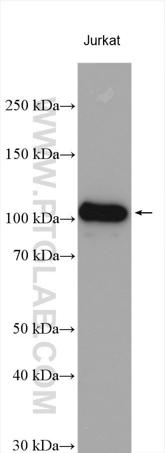 WB analysis using 10502-1-AP