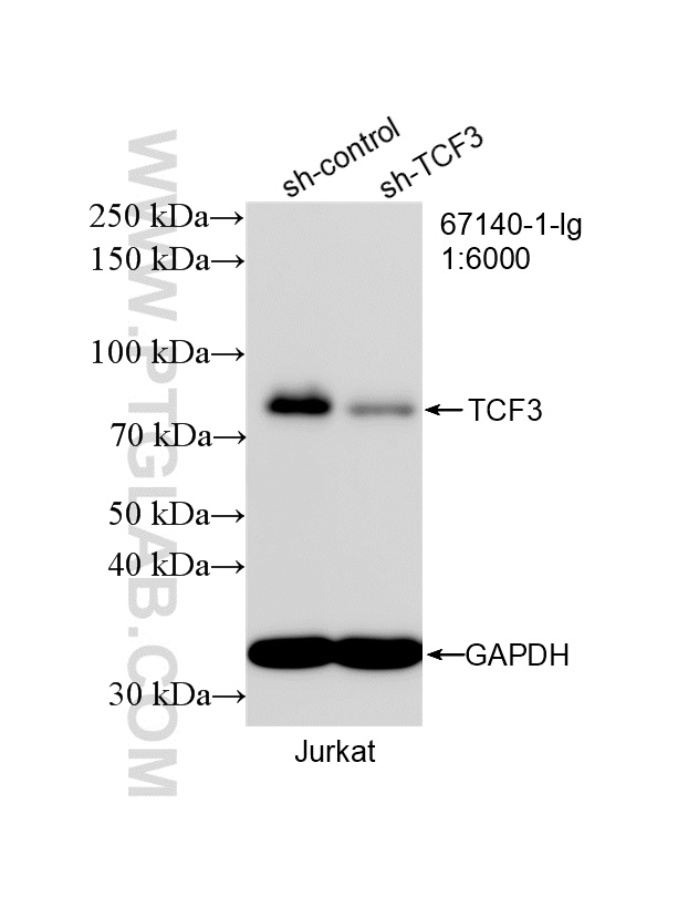 WB analysis of Jurkat using 67140-1-Ig