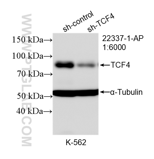 WB analysis of K-562 using 22337-1-AP WB analysis of K-562 using 22337-1-AP