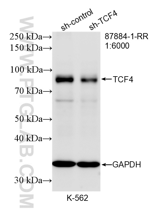 WB analysis of K-562 using 87884-1-RR WB analysis of K-562 using 87884-1-RR