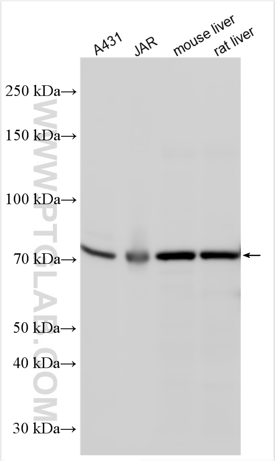 WB analysis using 14519-1-AP