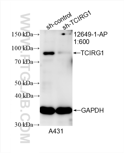 WB analysis of A431 using 12649-1-AP