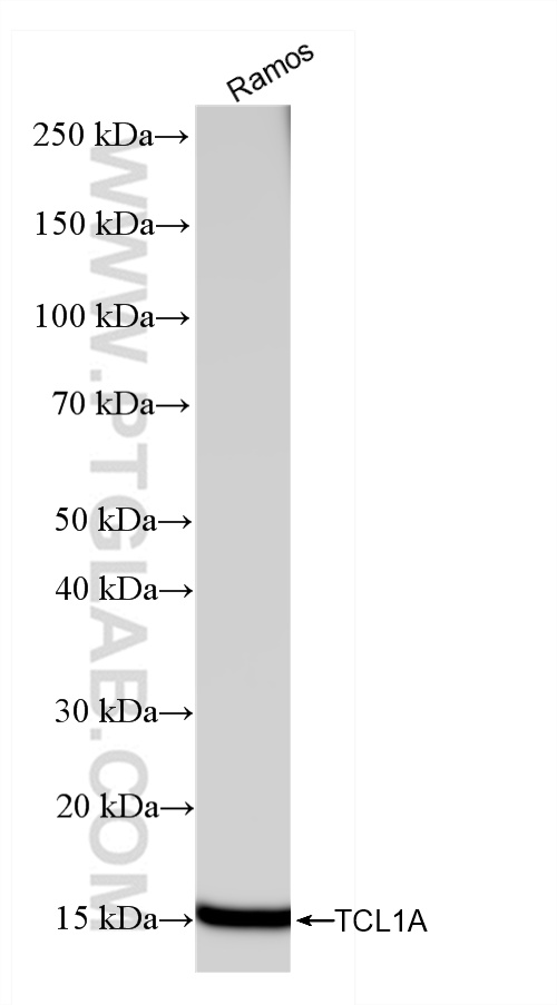 WB analysis of Ramos using 85129-5-RR