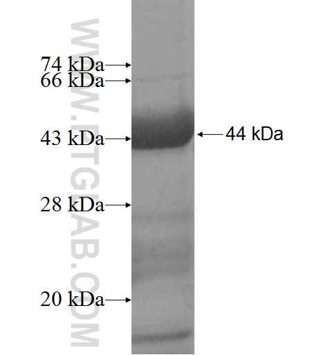 TCN1 fusion protein Ag9087 SDS-PAGE