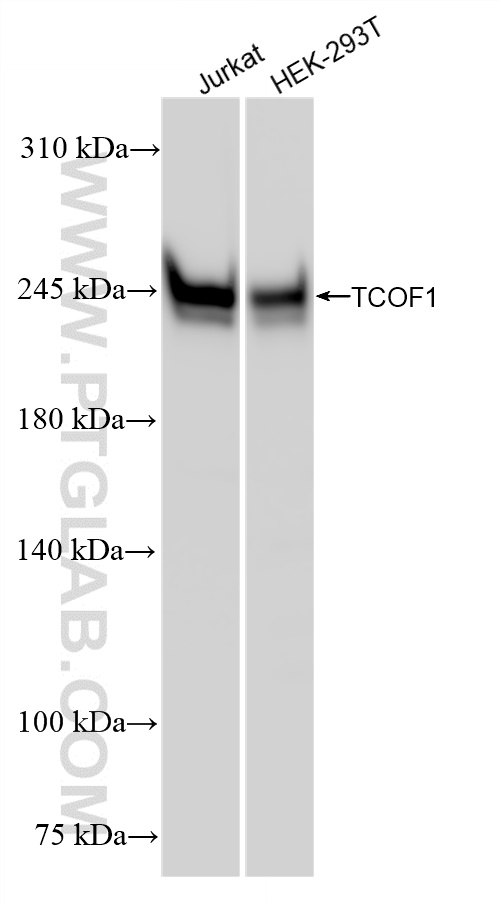 WB analysis using 84914-4-RR