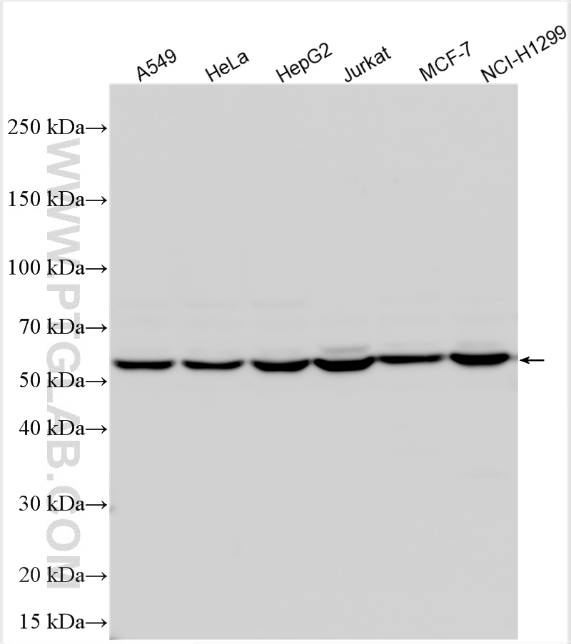 WB analysis using 10320-1-AP