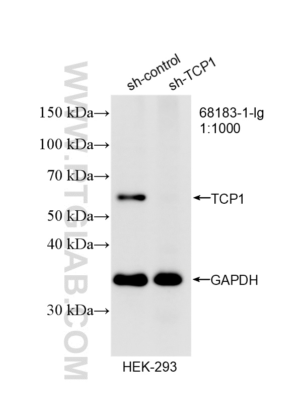 WB analysis of HEK-293 using 68183-1-Ig WB analysis of HEK-293 using 68183-1-Ig