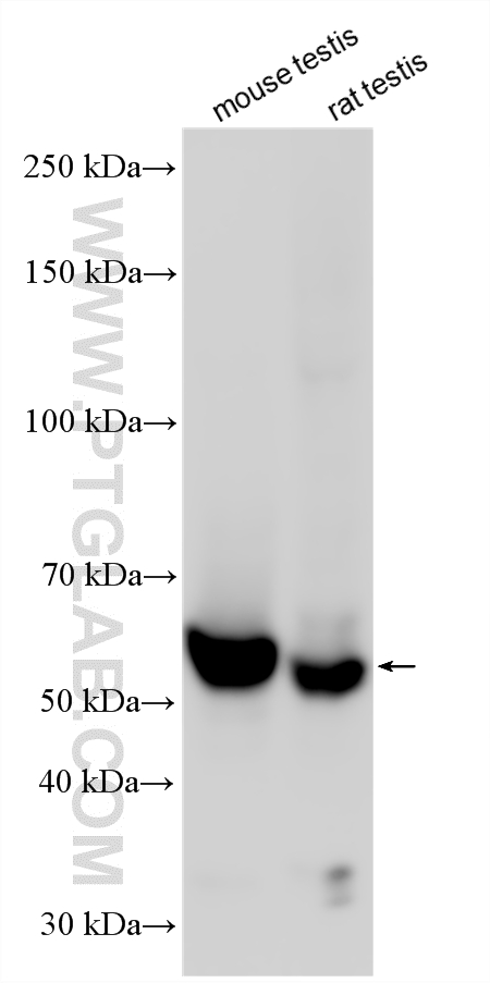 WB analysis using 14606-1-AP