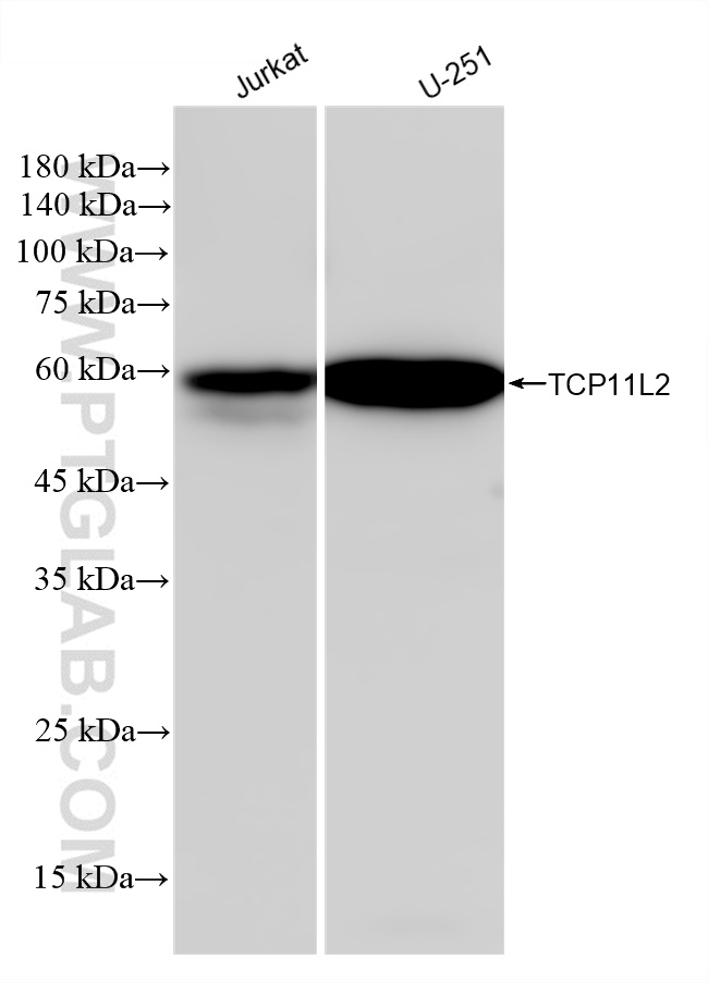 WB analysis using 83227-1-RR (same clone as 83227-1-PBS)