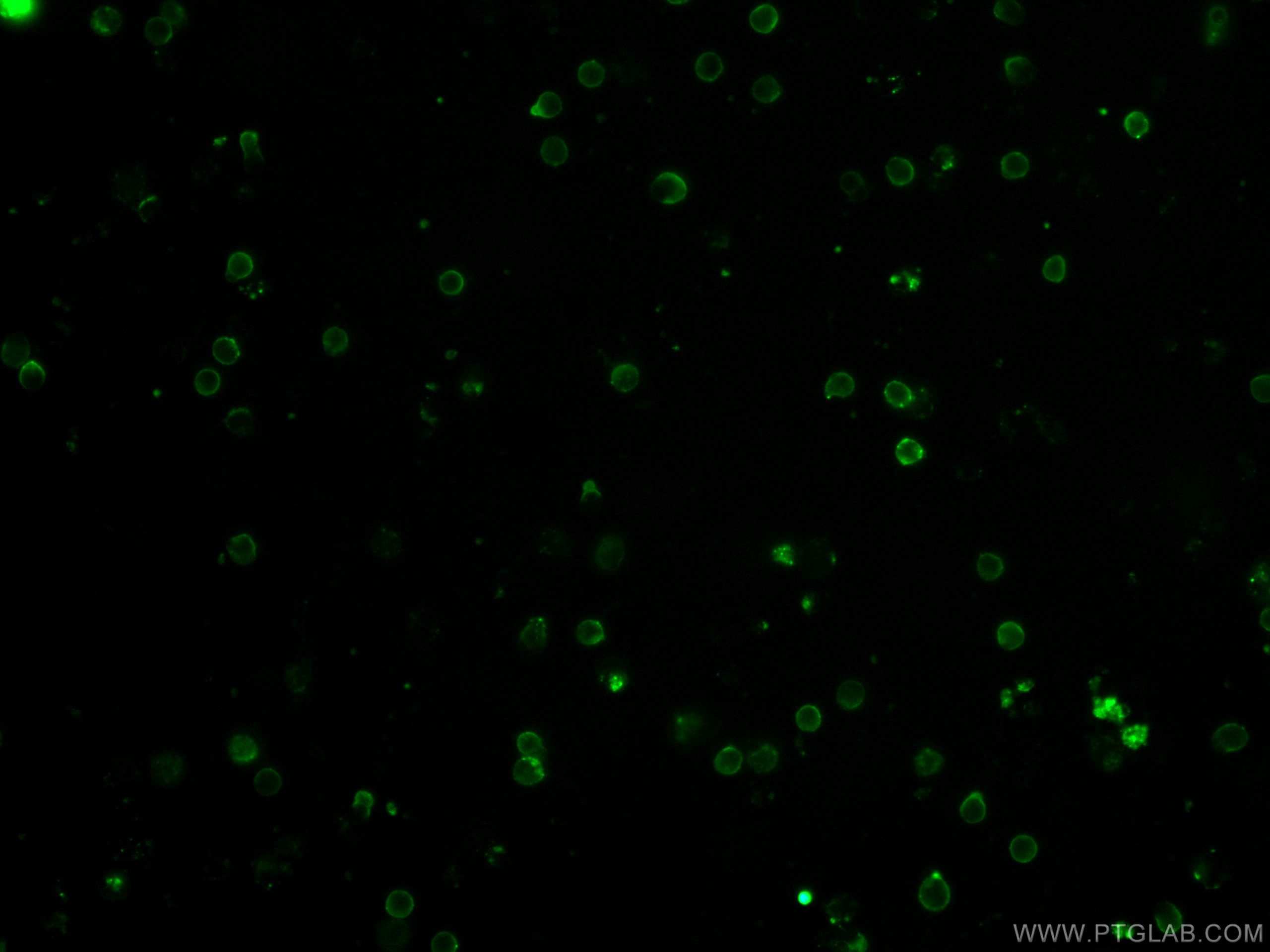 IF Staining of mouse splenocytes using CL488-65106