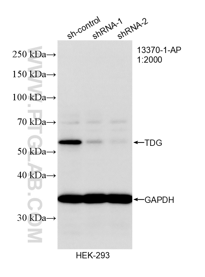WB result of TDG antibody (13370-1-AP; 1:2000; incubated at room temperature for 1.5 hours) with sh-Control and sh-TDG transfected HEK-293 cells. WB analysis of HEK-293 using 13370-1-AP