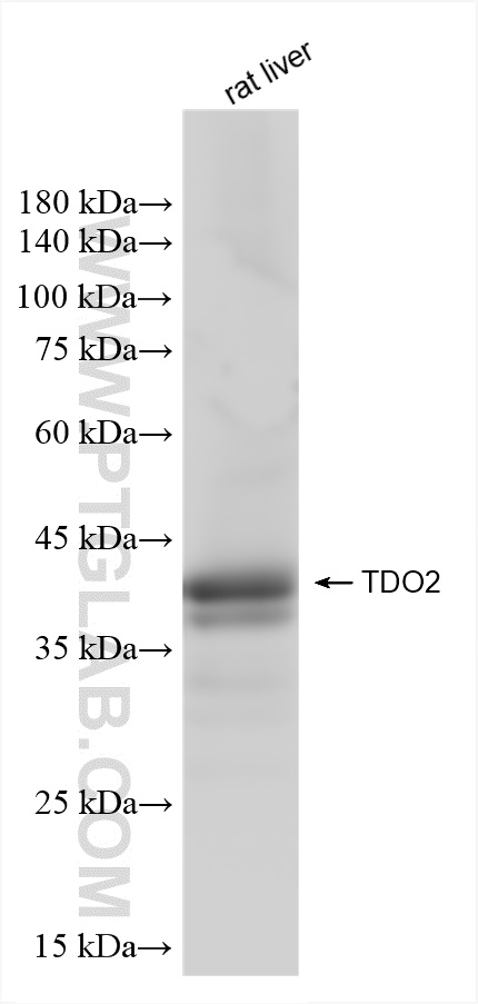 WB analysis of rat liver using 83236-2-RR
