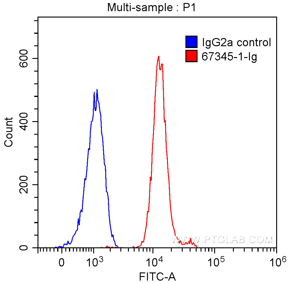 FC experiment of HeLa using 67345-1-Ig